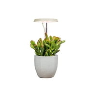 AeroGarden Stem Grow Light for Indoor Plants, Cream