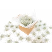 Air Plant Shop Rare Tectorum Ecuador Air Plants - Unique, Bright White, Nursery-Grown Tillandsia House Plant with Fuzzy Trichomes for Terrariums, Driftwood & Living Walls - Wholesale (Pack of 5)