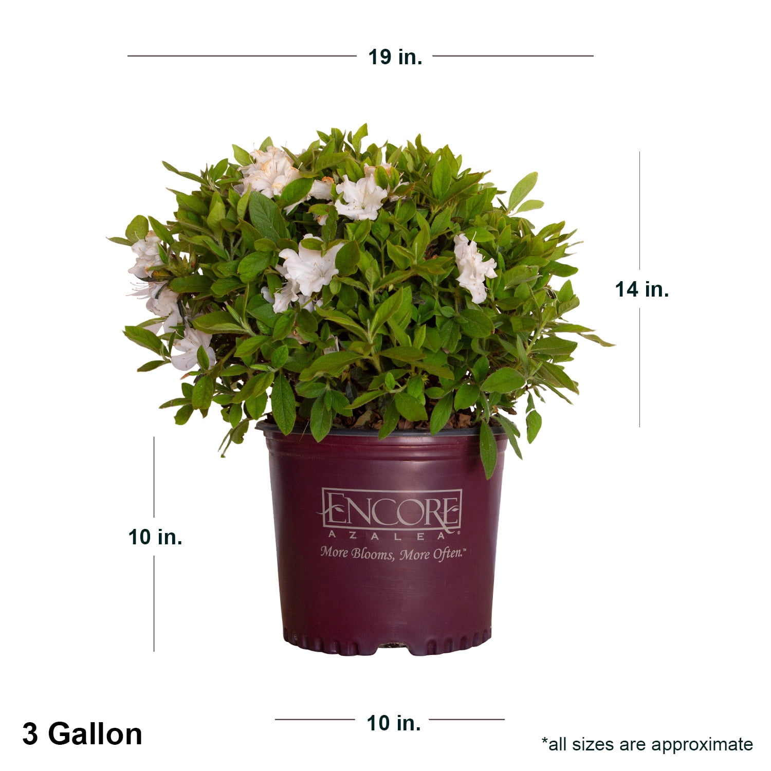 Encore Azalea Autumn Lily Live Shrub in 3-Gallon Grower Pot