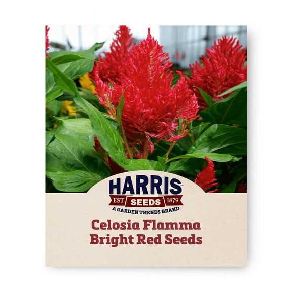 Harris Seeds - Celosia Flamma Seeds for Planting - Non-GMO - 500 Seeds