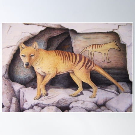 Tasmanian Tiger (Thylacine) Poster Wall Art, Modern Wall Decor For Living Room Bedroom, 12x18 UNFRAMED