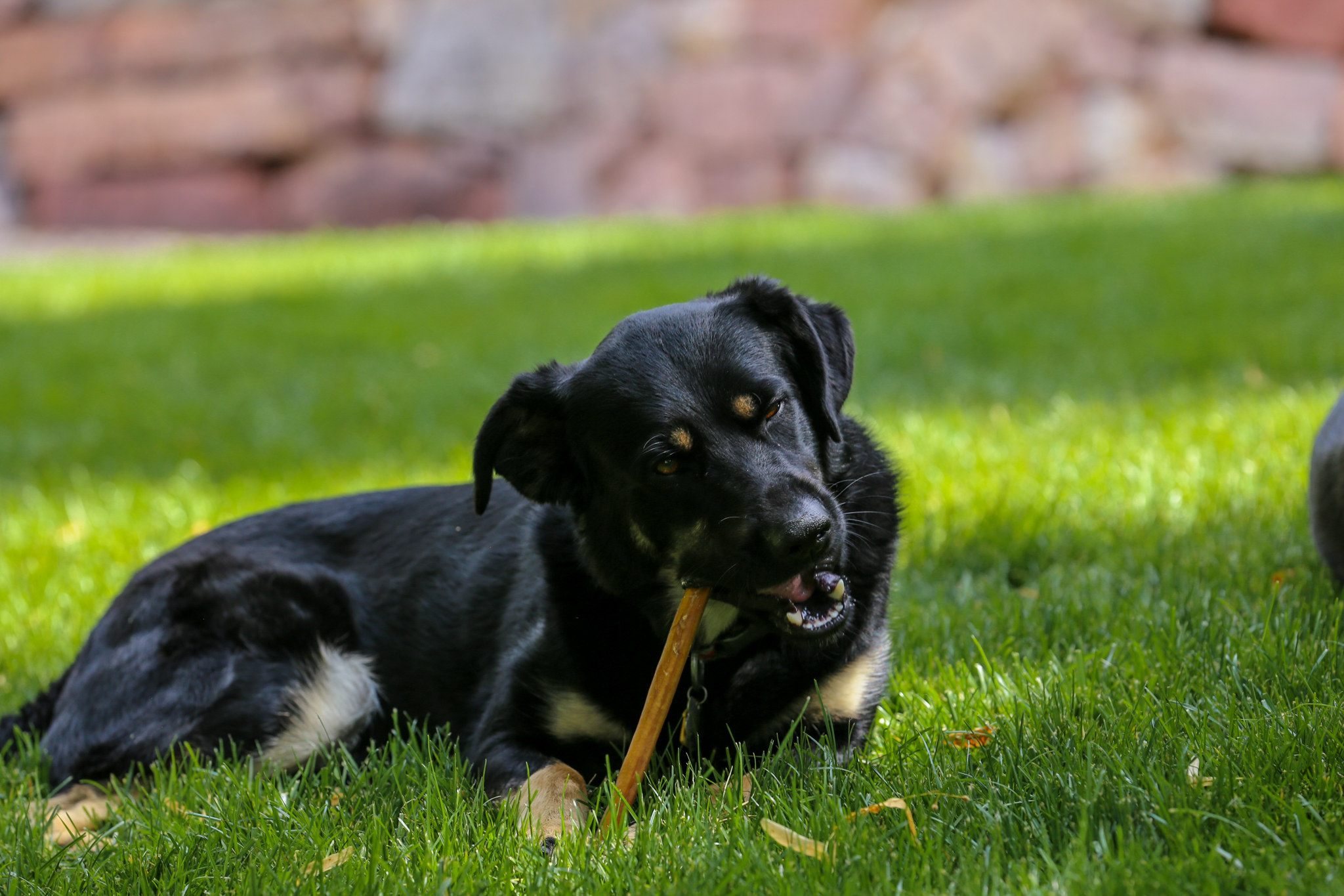 Jumbo Bully Sticks 12" Free Range, Grass Fed