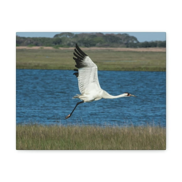 Majestic Whooping Crane Art Majestic Whooping Crane Print Animal Wall Art Wildlife Canvas Prints Wall Art Ready to Hang Unframed