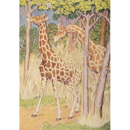 Beasts Shown to the Children nd Giraffes Canvas Art - Percy J Billinghurst (24 x