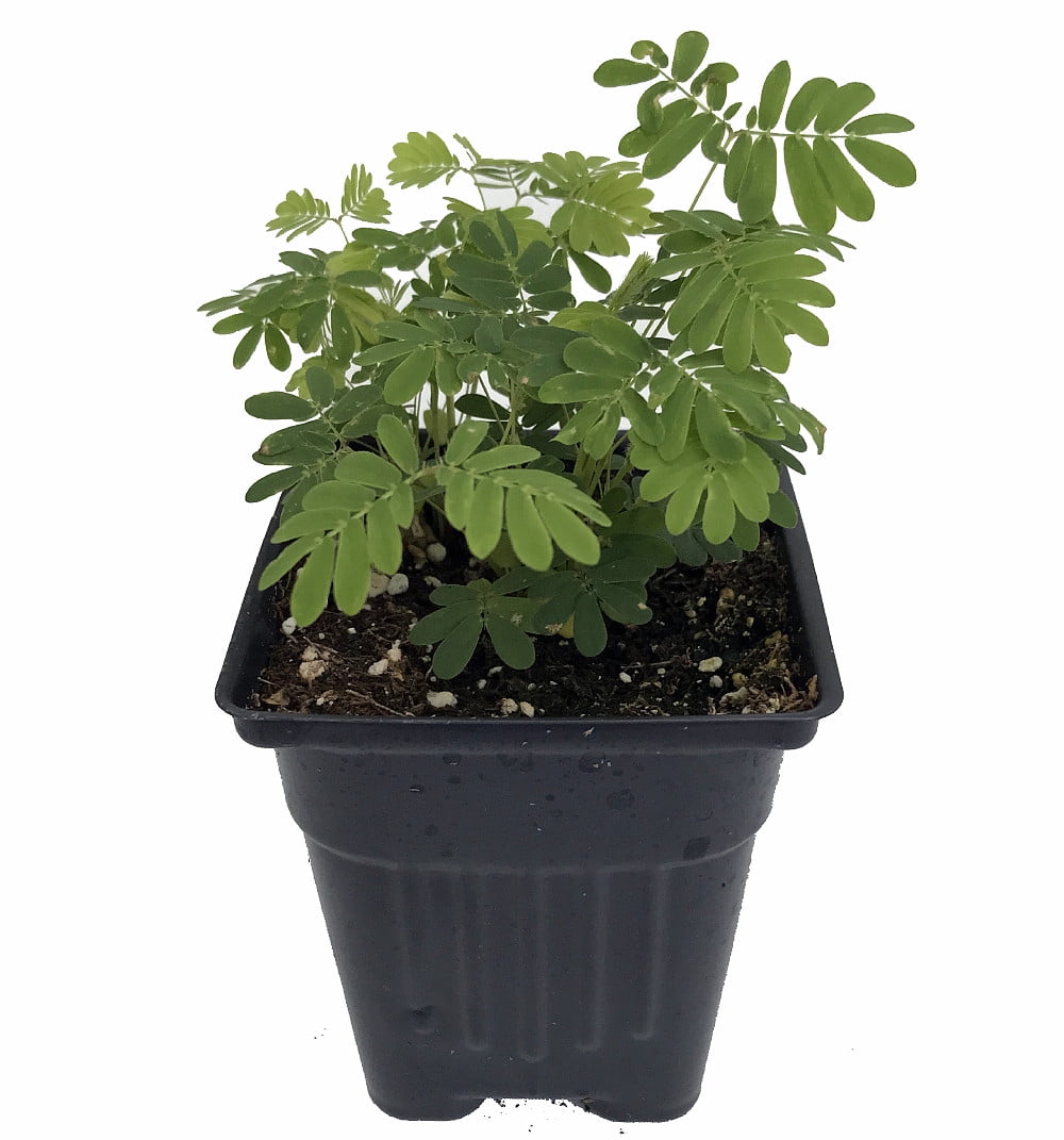 Sensitive Plant Leaves Move Mimosa pudica 3" Pot