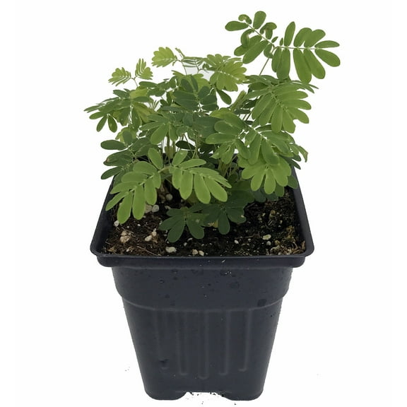 Sensitive Plant - Leaves Move - Mimosa pudica - 4" Pot