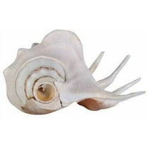 Decorative Shankh Panchmukhi Shankh Counch Big Size Panchmukhi Shankh Pack of 1 in The Box By Indian Collectible