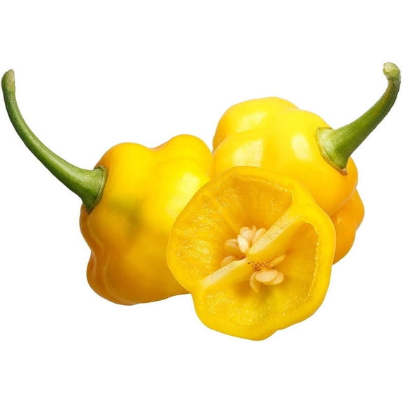Trinidad Perfume Habanero Heirloom Pepper Premium Seeds Packet