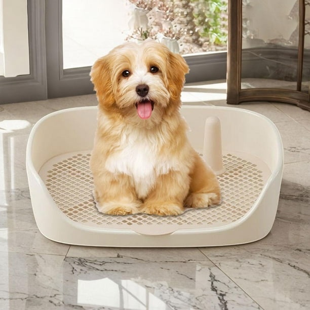 Dog toilet in apartment online