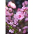 thumbnail image 2 of Millet, Karyn 13x18 Gold Ornate Wood Framed with Double Matting Museum Art Print Titled - Pink Blossoms I, 2 of 4