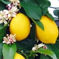 thumbnail image 6 of ⭐ Gardenera Labs's Premium Lemon Tree Soil Mix - 🍋 Perfect Drainage and Nutrient Retention for Citrus Limon Trees - 3 QUART, 6 of 7