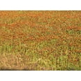 thumbnail image 2 of Highmith, Carol 14x12 Gold Ornate Wood Framed with Double Matting Museum Art Print Titled - A field of wildflowers near the town of Tenton in Fannin County, TX, 2014, 2 of 4