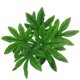 thumbnail image 1 of Hojas de helecho artificiales Rama Arbusto Simulación Flor Mesa 1, 1 of 9