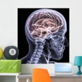 thumbnail image 1 of Skeleton X-ray Brain 1 Wall Mural by Wallmonkeys Peel and Stick Graphic (36 in H x 33 in W) WM281009, 1 of 4