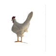 thumbnail image 1 of Lámpara de huevo de gallina única, luces de noche de resina con iluminación suave y cálida, luz decorativa para ocasiones especiales, regalo ideal para amigos y familiares (luz cálida natural), 1 of 5