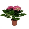 thumbnail image 2 of Pink Shades Hydrangea - 4" Pot - Enjoy Inside then Plant Outside, 2 of 2