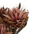 thumbnail image 4 of Vickerman 8-20" Erica Pink Plumosum Bundle, 13 flower heads per bundle, Preserved, 4 of 7