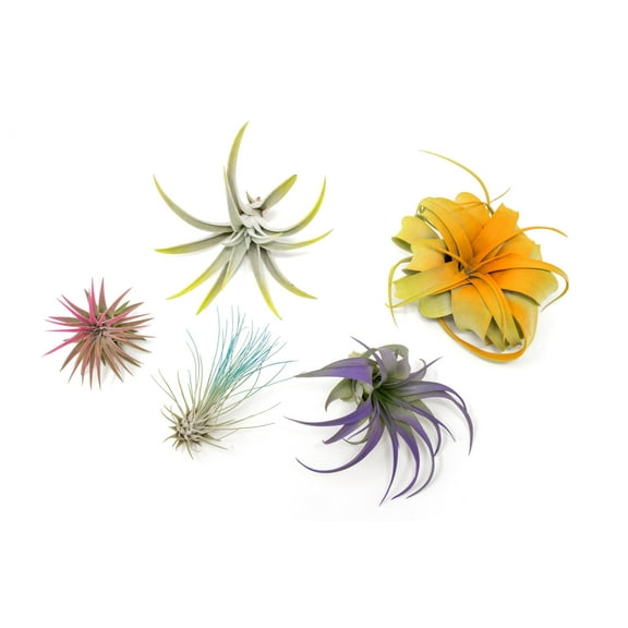 5 Assorted Colorful Air Plants Variety Pack - Vibrant Color Enhanced - Live Tillandsia Succulent House Plants - Wholesale And Bulk - Home And Garden Decor - Easy Care Indoor/Outdoor Plants