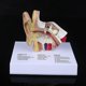 thumbnail image 1 of 15 Times Life Size Human Ear Model Scientific Anatomy Teaching Supplies Anatomical Study Display Professional School Resource T, 1 of 5