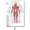 2, variant on Science Wall Art Muscle System Human Anatomy Diagram Medical Education Supplies HD Oil On Canvas Posters And Prints Home DecorDimensions: 50*70 cm, unframed.,76