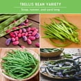 thumbnail image 2 of Pole Bean Seeds 4 Pack - Heirloom Full Sun Annual Vegetables, 2 of 8