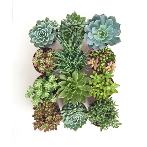 Home Botanicals 4 Inch Assorted Succulent Collection Succulent (Collection of 40)