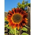 thumbnail image 5 of TomorrowSeeds - Red Sun Sunflower Seeds - 600+ Count - For 2026 Planting Maroon Burgundy Gold, 5 of 7