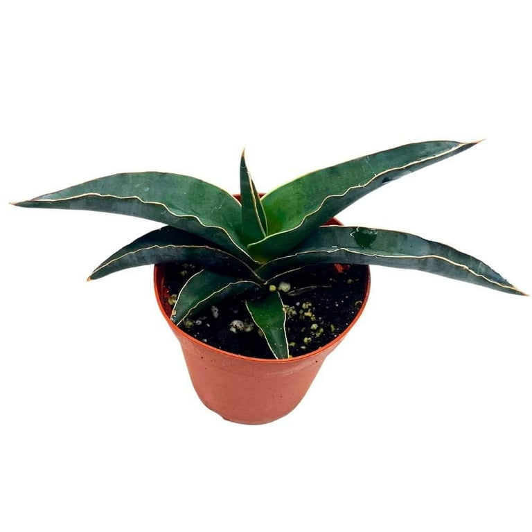 faux plant with pot Artificial Green and White Hanging Peperomia Plant in Black Pot