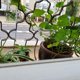 thumbnail image 5 of Sistema de riego automático por goteo para plantas riego automático con, 5 of 8