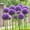 B, variant on Allium, Low Maintenance - Easy Grow - Ideal for Beds Borders, Plant Pots & Planters