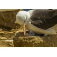 thumbnail image 2 of Illg, Cathy and Gordon 32x23 White Modern Wood Framed Museum Art Print Titled - Saunders Island Black-browed albatross and chick, 2 of 4