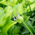 thumbnail image 2 of Perfect Plants 1 Gallon Blue Agapanthus Shrub, 2 of 8