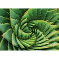 thumbnail image 3 of Braun Studio 24x18 Black Modern Framed Museum Art Print Titled - Vert de cactus, 3 of 5