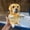 Multicolour J31, variant on Tuvgenk 6.3*8.6*4.7 In Resin Toilet Paper Holders Multicolour Dog Free Standing Tissue Holder Decorative Gift Modern Tissue Holder for Family