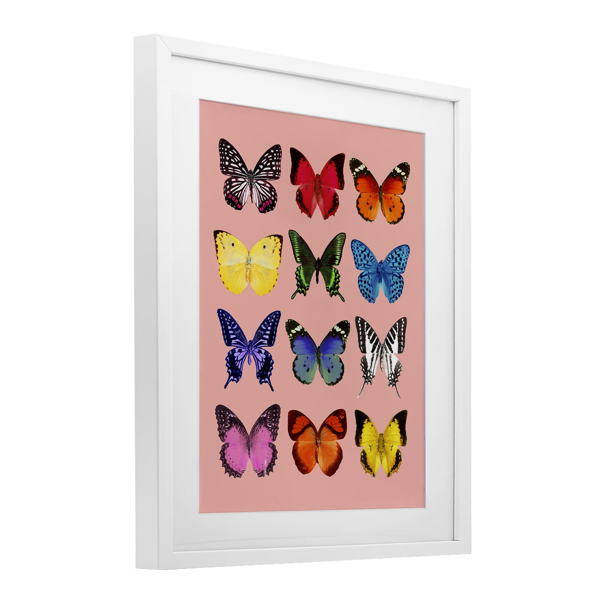 Butterfly Species on Pink White Framed Print Under Glass, design by LISH Creative