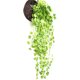 thumbnail image 1 of Gwong Decoración hogareña 2 unids paño artificial verde vid planta pedante boda casa jardín decoración Gwong 21051550, 1 of 7