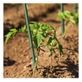 thumbnail image 7 of Garden Stakes 6-Ft for Climbing Plants Supports Pole 20 Pack Rust-Free Plant Sticks Fence Post, 7 of 7