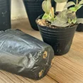 thumbnail image 6 of 100/50PCS Thickened Seedling Bag with Holes Plastic Flowerpot Flower Plant Breathable Container Garden Vegetable Planting Pots, 6 of 10
