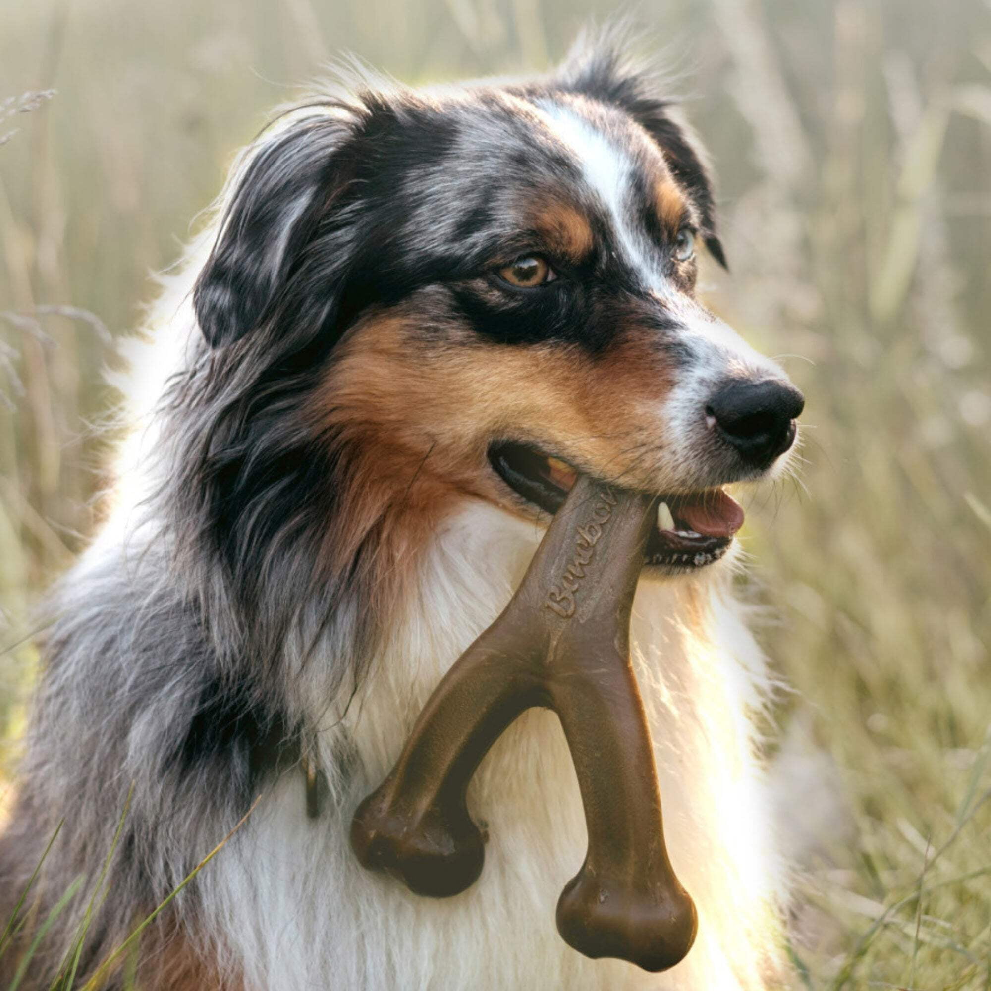 Benebone Wishbone & Dental Chew Dog Toy, Medium, 2-Pk (Size: 2-Pk)