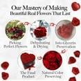 thumbnail image 6 of GLAMOUR BOUTIQUE 50-Piece Forever Flowers Heart Shape Box - Preserved Roses, Immortal Roses That Last A Year - Eternal Rose Preserved Flowers for Delivery Prime Mothers Day & Valentines Day - Red, 6 of 9