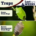 thumbnail image 5 of Bonide Stink Bug Trap, 5 of 5