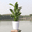 Black, variant on Self Watering Flower Pot Automatic Absorption Plastic Planter for Indoor House Plants Green Herbs Easy Care
