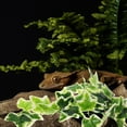 thumbnail image 4 of FESTFENDS Planta Colgante Artificial Para Terrarios Con Ventosa Fácil De Instalar Y Decorativa, 4 of 6