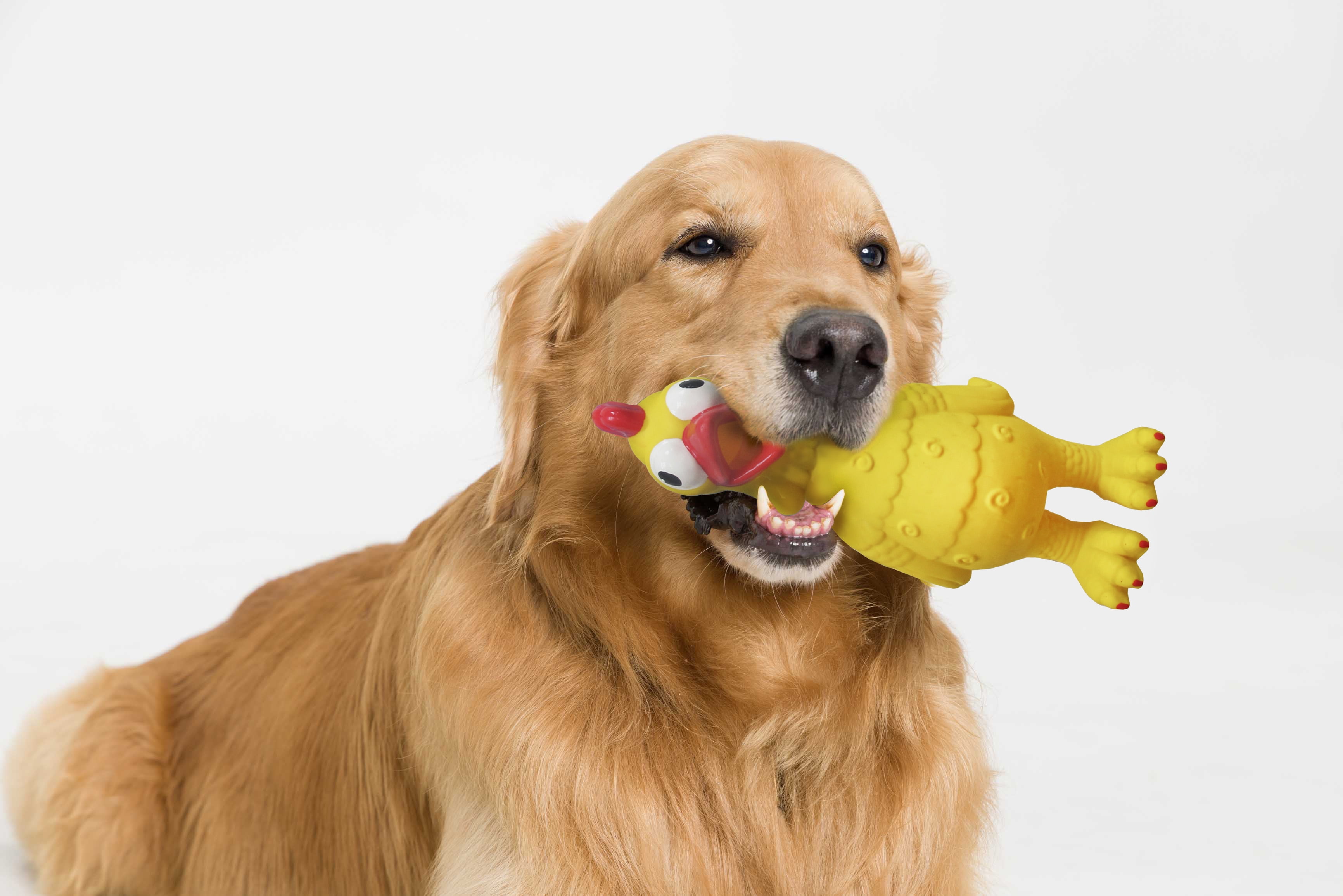 Vibrant Life Playful Buddy Tie Dye Chicken Dog Toy, Chew Level 2, with Squeaker.