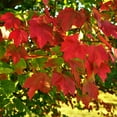 thumbnail image 2 of Brighter Blooms - October Glory Red Maple Tree, 5-6 ft. - No Shipping to AK, AZ, HI, 2 of 4