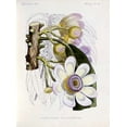 thumbnail image 1 of Membrillo Poster Print by  J.G. Keulemans  (9 x 12), 1 of 1
