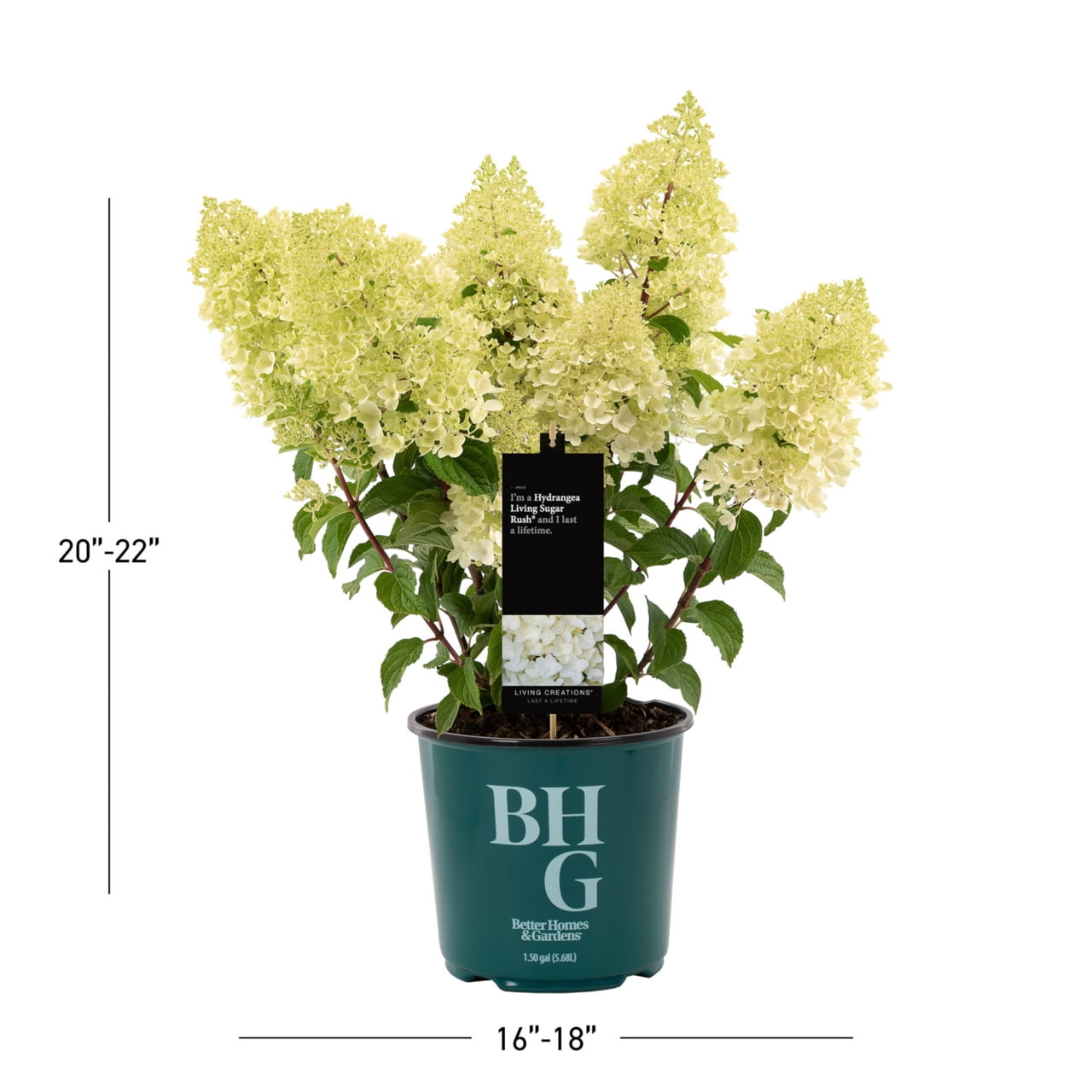 Better Homes & Gardens Hydrangea Sugar Rush 1.5 Gallon Live Shrub, Outdoor, Partial Sun
