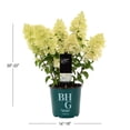 thumbnail image 3 of Better Homes & Gardens 1.5gal Sugar Rush Hydrangea Live Shrub Plant Sun 1-Pack, 3 of 8