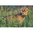 thumbnail image 2 of Fitzharris, Tim 18x13 Gold Ornate Wood Framed with Double Matting Museum Art Print Titled - Wolf Pup, 2 of 4