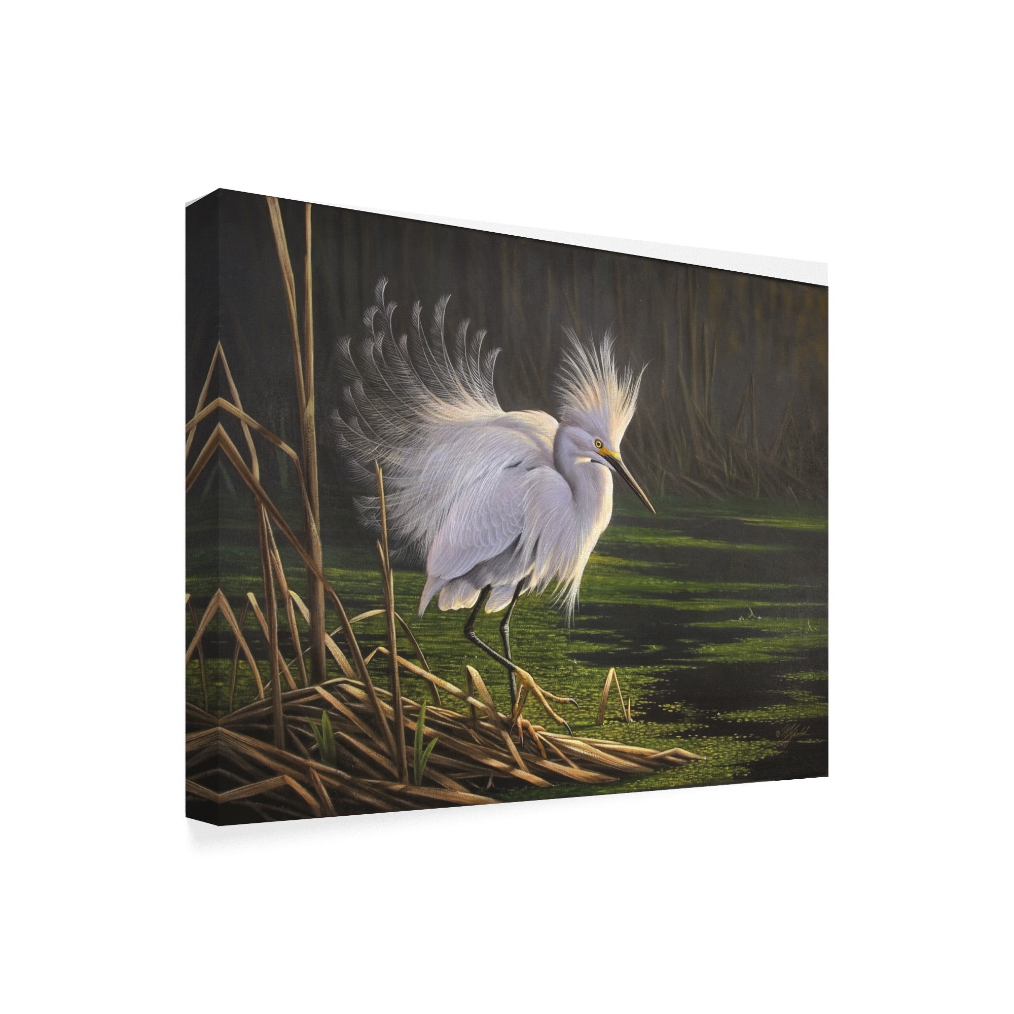 Trademark Fine Art 'White Heron Feathers' Canvas Art by Wilhelm Goebel